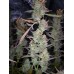West Coast O.G. Auto - FastBuds